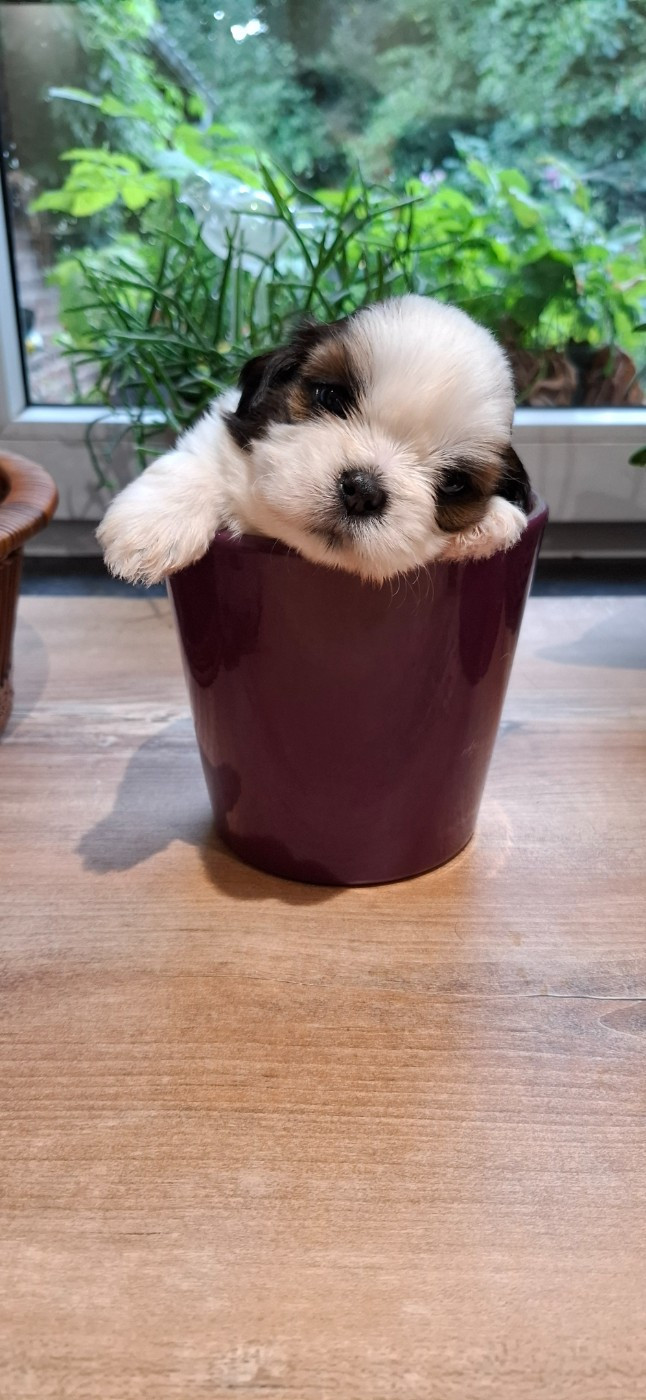 la Maison du Maître Shih - Shih Tzu - Portée née le 17/08/2025