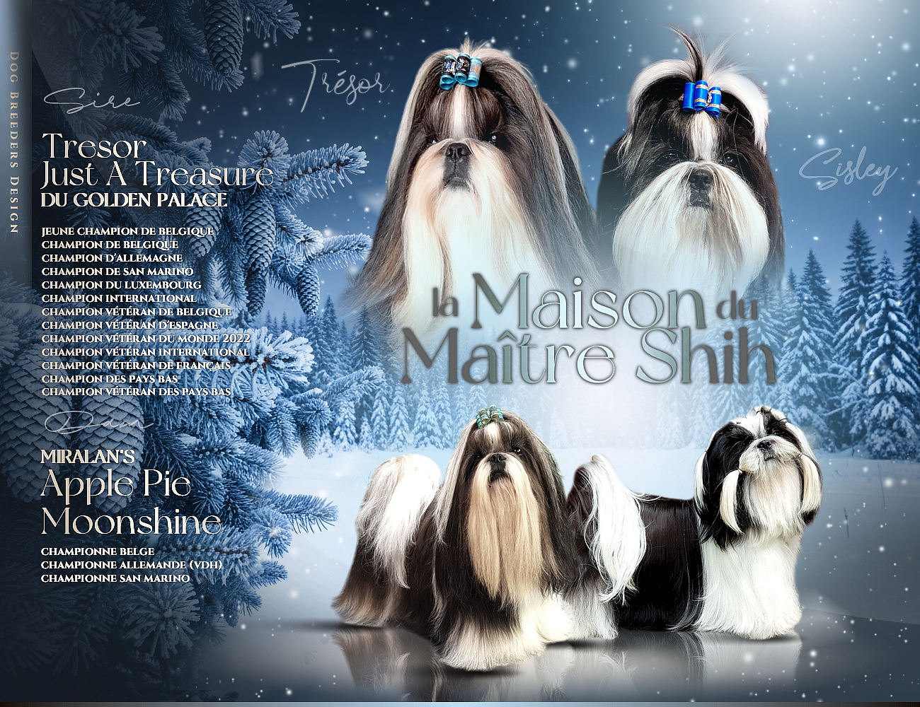 Chiot Shih Tzu la Maison du Maître Shih