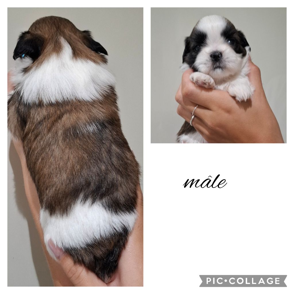 la Maison du Maître Shih - Chiots disponibles - Shih Tzu
