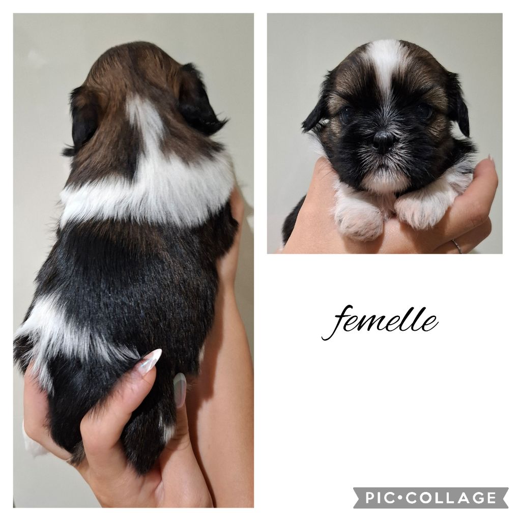 la Maison du Maître Shih - Chiots disponibles - Shih Tzu