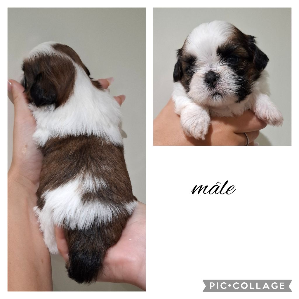 la Maison du Maître Shih - Chiots disponibles - Shih Tzu