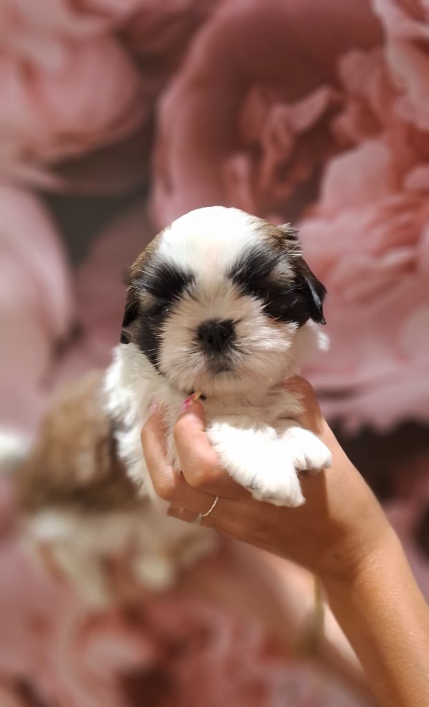 la Maison du Maître Shih - Chiots disponibles - Shih Tzu
