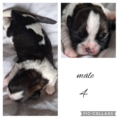 CHIOT 4
