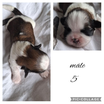 CHIOT 5