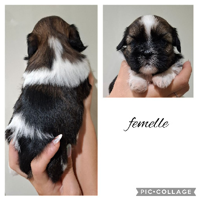 CHIOT 3