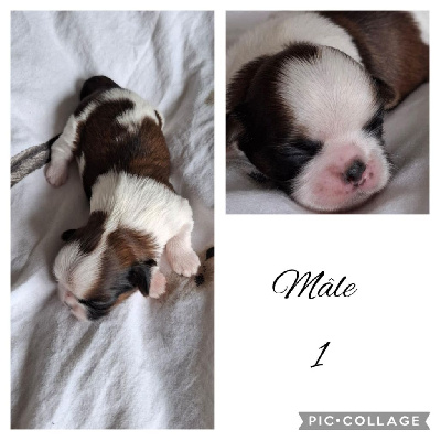 CHIOT 1