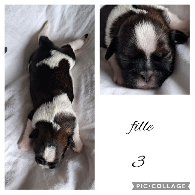 CHIOT 3