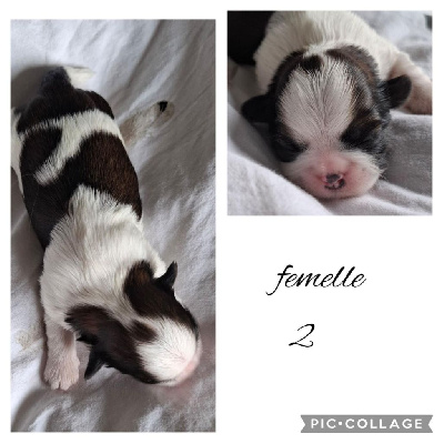 CHIOT 2